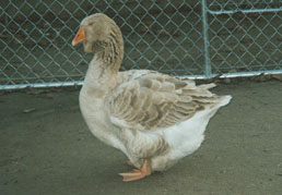 2001 hatch Buff Toulouse female 2001 hatch Buff Toulouse female